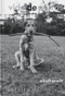 Vida de Perros ((DogsDogs Spanish Edtion)) by P G Wodehouse, Elliott Erwitt, 9781838669744
