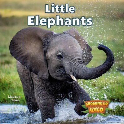 Little Elephants by Madison Parker, 9781978574113