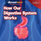 How Our Digestive System Works by Dwight Morris, 9781641904391