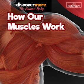 How Our Muscles Work by Dwight Morris, 9781641905084