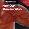 How Our Muscles Work by Dwight Morris, 9781641905084