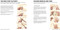 The Knitting Stitches Bible (100 swatches to mix, match and make) by Marabout collectif, 9781800923911