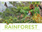 Rainforest by DK, 9780593964552