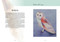 Colour Mixing Guide: Watercolour Woodland, The by Julie Collins, 9781800922464
