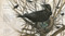 Clever Crow (Read and Wonder) - 9781536250688 by Chris Butterworth, Olivia Lomenech Gill