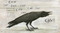 Clever Crow (Read and Wonder) - 9781536250688 by Chris Butterworth, Olivia Lomenech Gill