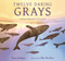 Twelve Daring Grays: A Whale Migration Adventure ((A Nonfiction Picture Book About Marine Life, Animal Behavior, and Ocean Ecosystems for Ages 5-8)) by Nora Nickum, Elly MacKay, 9781536234701