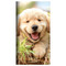 2026-2027 Dog Small Monthly Pocket Planner by , 9798889614531