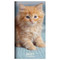2026-2027 Kitten Small Monthly Pocket Planner by , 9798889614562