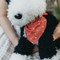 Pepper the Dog, BBTB190208