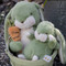 Tiny Nibble Pistachio, BBTB190546