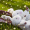 Herby Hare - BBTB580596 - BBTB580596