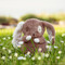 Baby Harriet, BBTB580597