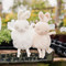 Bun Bun Roly Poly, BBTB101065