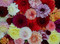 The Homesteader's Guide to Cut Flowers (Growing Beautiful, Versatile Blooms for Pantry, Pleasure & Profit) by Joanna Blessing, Jennie Love, 9781493089536