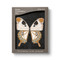 Butterfly - 9798217212637 - 9798217212637