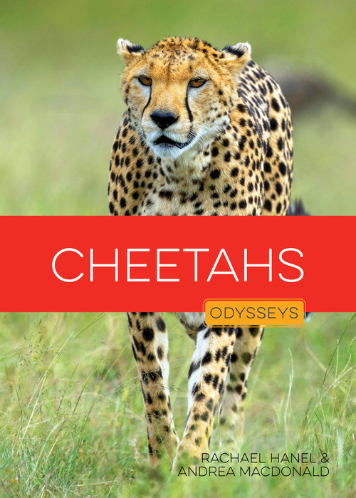 Cheetahs - 9798896800989 by Rachael Hanel, Andrea MacDonald, 9798896800989