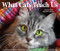 What Cats Teach Us 2026 5.4" x 6.2" Box Calendar by Willow Creek Press, 9781549254505