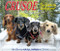 Crusoe the Celebrity Dachshund 2026 5.4" x 6.2" Box Calendar by Ryan Beauchesne, 9781549254086