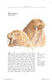 Arctic (A guide to coastal wildlife) by Tony Soper, Daniel Powell, 9781804693414