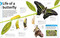 Our World in Pictures Bugs, Butterflies, Beetles and Bees by DK, 9798217134199