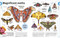 Our World in Pictures Bugs, Butterflies, Beetles and Bees by DK, 9798217134199