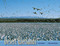 Desert Wetlands by Lucian Niemeyer, Thomas Lowe Fleischner, 9780826332615