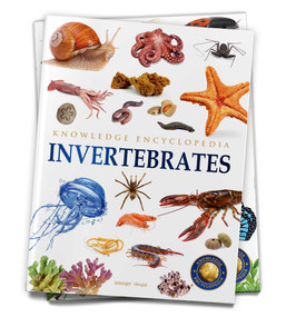 Animals: Invertebrates by Wonder House Books, 9789354400247