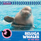 Beluga Whales in the Wild by Kathryn Beaton, 9781668972748