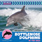 Bottlenose Dolphins in the Wild by Virginia Loh-Hagan, 9781668972755