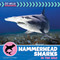Hammerhead Sharks in the Wild by Virginia Loh-Hagan, 9781668972779