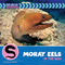 Moray Eels in the Wild by Kathryn Beaton, 9781668972793