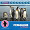 Penguins in the Wild - 9781668972816 by Helen Foster James, 9781668972816