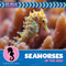 Seahorses in the Wild by Helen Foster James, 9781668972830