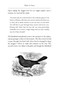Flights of Fancy (Birds in Myth, Legend, and Superstition) - 9780385342490 by Peter Tate