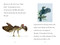 TIME for Kids: Dinosaurs by Sarah Jospitre, 9798217142569
