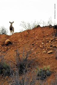 Buck Shots by Peter Sutherland, Larry Rinder, 9781576874011