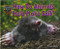 How Do Animals Help Make Soil? - 9781627248358 by Ellen Lawrence, 9781627248358