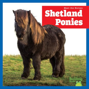 Shetland Ponies by Rachel Grack, 9798892139519