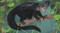 At the Edge: Curious Creatures of Planet Earth by David Elliott, Clover Robin, 9781536235258