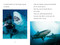 TIME for Kids: Sharks - 9798217145300 by Sarah Jospitre, TIME for Kids