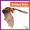 Brown Bats - 9798896621874 by Jenna Lee Gleisner, 9798896621874