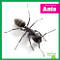 Ants - 9798896623854 by Adeline J. Zimmerman, 9798896623854