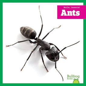 Ants - 9798896623861 by Adeline J. Zimmerman