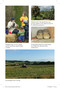 This is not my land (30 Years on a Small Cotswolds Farm) by Caroline Mills, 9781804693476