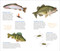 The Perfect Catch of Tattoo Fish (50 Temporary Tattoos that Teach) by Philip Schmidt, Jennifer Clausen, 9798897080144
