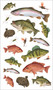 The Perfect Catch of Tattoo Fish (50 Temporary Tattoos that Teach) by Philip Schmidt, Jennifer Clausen, 9798897080144