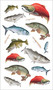 The Perfect Catch of Tattoo Fish (50 Temporary Tattoos that Teach) by Philip Schmidt, Jennifer Clausen, 9798897080144