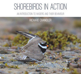 Shorebirds in Action by Richard Chandler, 9781849953559