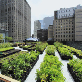 Greenwards (The New Delight in Urban Nature) by Volker Fischer, 9783936681925